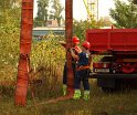 LKW faehrt in den Rhein Langel Hitdorf Faehre P320